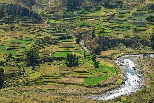 Peru 'nun Arequipa Bölgesi' nde Günışığında Çarpıcı Adımlı Tarım Terasları, Colca Kanyonu veya Valle del Colca