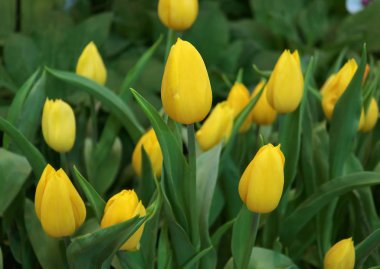 Bahçede açan bir grup canlı sarı lale.