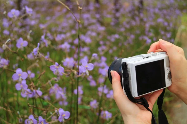 Mor Murdannia Çiçeklerinin Tarlada Açtığını Gösteren Bir Fotoğraf Makinesi Tutan — Stok fotoğraf