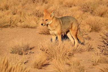 And Tilkisi veya Zorro Culpeo, Çöl Fırça Alanı, Şili Altiplano, Güney Amerika