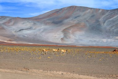 Three of wild Vicuna at the foothills of Chilean Andes, northern Chile, South America clipart