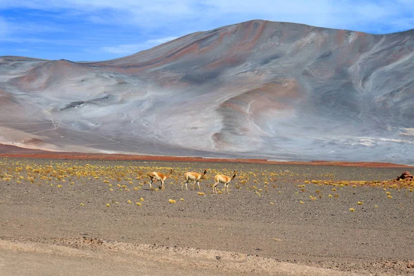 Drei Von Wilden Vicuna Den Ausläufern Der Chilenischen Andes Nördliches — Stockfoto