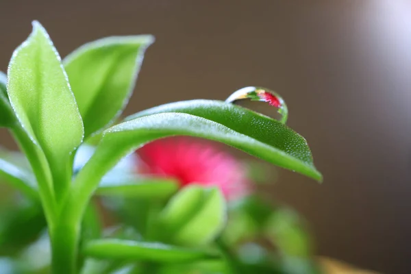 Reflection Flower Baby Sun Rose Plants Water Droplet Edge Its — Stock Photo, Image