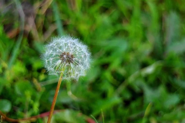 Close White Dandelion Flower Head Many Tiny Florets Blurred Green — 스톡 사진