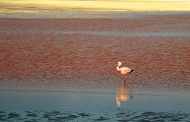 James Flamingo Laguna Colorada 'da yürüyor, Altiplano platosunda kanlı bir tuz gölü, Potosi, Bolivya