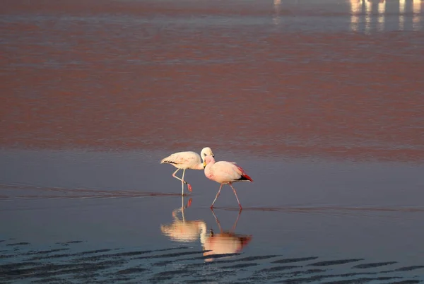 Пара Фламинго Лагуне Колорада Красной Лагуне Соленое Озеро Эдуардо Авароа — стоковое фото