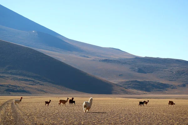 Lama Gruppen Vid Foten Anderna Bolivias Altiplano Sydamerika — Stockfoto