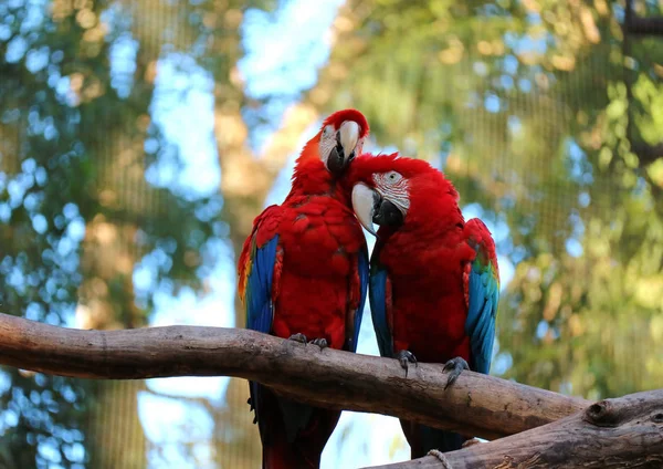 Två Scarlet Macaw Sittande Tillsammans Och Låtsas Sitt Par Trädet — Stockfoto