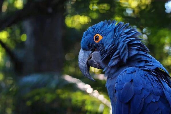 Gros Plan Hyacinth Macaw Bleu Vif Portrait Perroquet Bleu Avec — Photo
