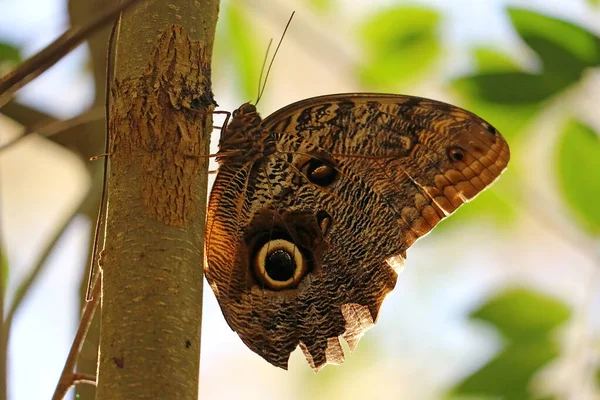 Brun Avec Des Taches Noires Grand Papillon Reposant Sur Arbre — Photo