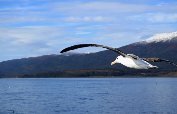 Beagle Channel Ushuaia Tierra Del Fuego Arjantin Deki Yolcu Gemisinden — Stok fotoğraf