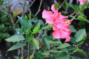 Yağmur damlalı canlı pembe Hibiscus, Peru, Güney Amerika