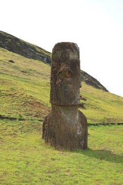 Şili 'nin Paskalya Adası Rano Raraku yanardağının yamacındaki terk edilmiş Moai heykellerinden biri.