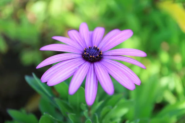 Beautiful Pastel Purple Daisy Flower Easter Island Chile — Stock Photo, Image