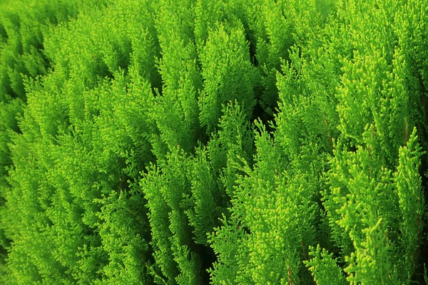 選択的フォーカスを持つ庭の鮮やかな緑のスパイクモスシダ植物 — ストック写真