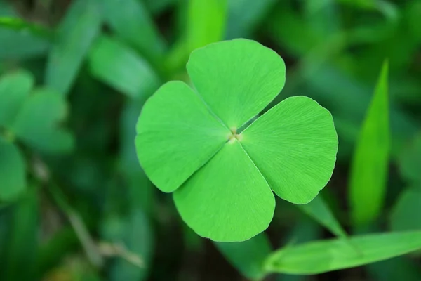 Close-up of Four-leaf Water Clover or Clover Fern