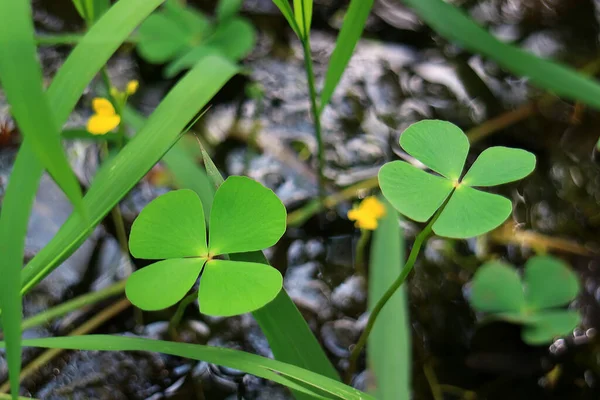 Paar Klaverplanten Met Vier Bladeren Het Veld — Stockfoto