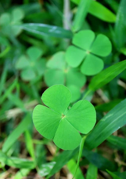 Vertical Photo Four Leaf Clover Fern Plants Blurred Background Vertical — стокове фото