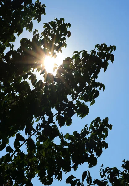 Ağaç Yapraklarının Silueti Parlayan Güneşe Mavi Gökyüzüne Dikey Fotoğrafa Karşı — Stok fotoğraf