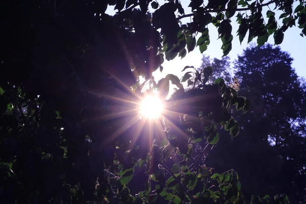 Sabah Güneşi Yaprakların Arasından Parıldıyor — Stok fotoğraf