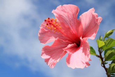Mavi bulutlu gökyüzüne, Paskalya Adası, Şili 'ye karşı kapalı pembe Hibiscus yağmurları