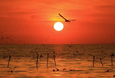 Uçan Martının Silueti Canlı Renkli Gün Doğumu Gökyüzüne karşı, Tayland Körfezi