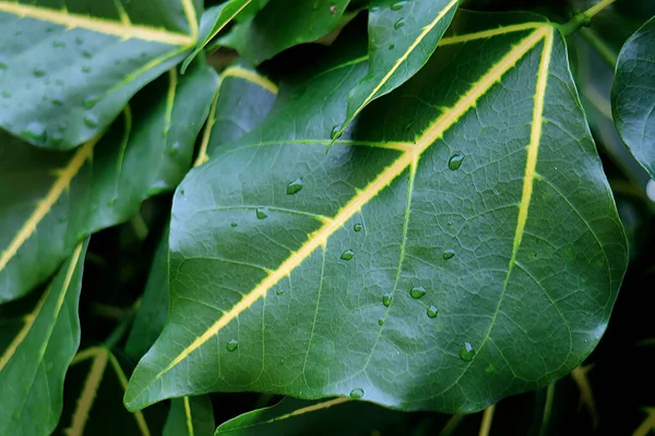 Regendruppels Het Deep Green Met Gele Accent Tree Leaves — Stockfoto