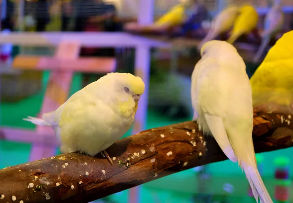 Sova Pastel Gul Färg Lovebirds — Stockfoto