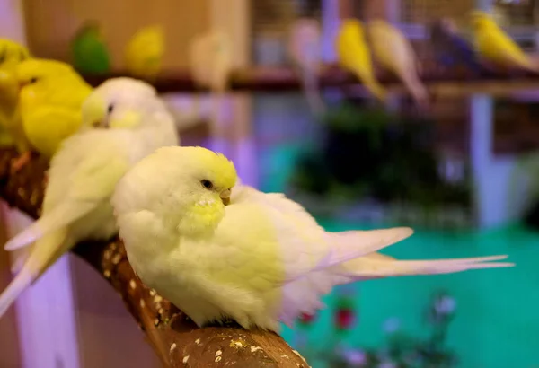 Närbild Sovande Pastellgula Lovebirds — Stockfoto