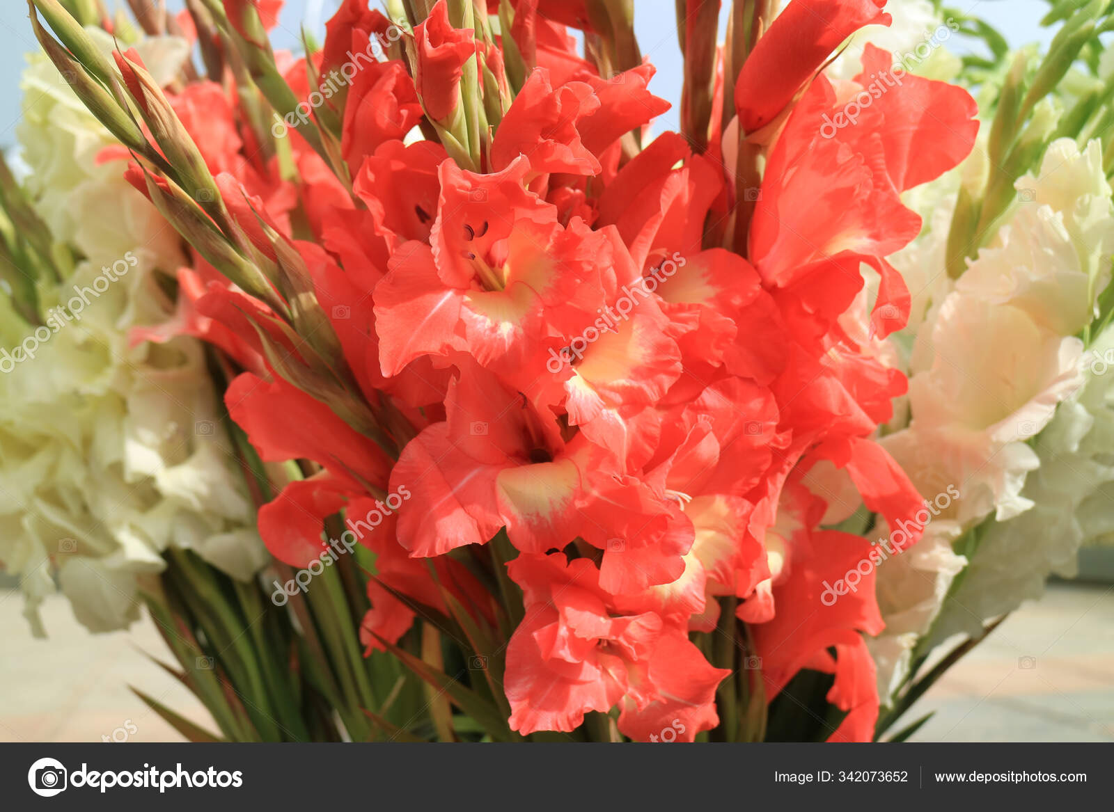 Csokor világos kardvirág Stock fotók, Jogdíjmentes képek ...