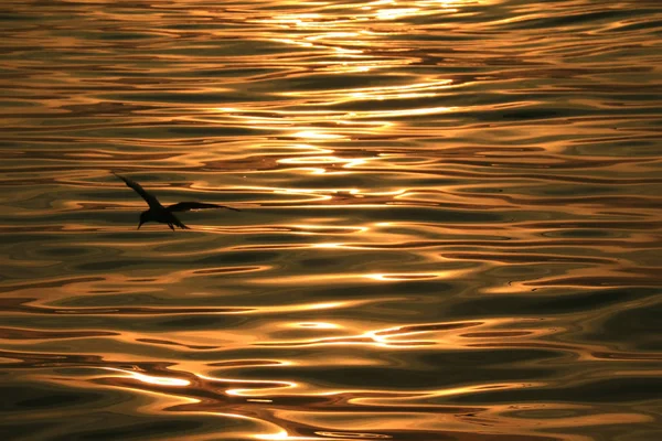 Bird Silhouette Sea Water Surface Gentle Ripples Morning Sunlight Reflections — 图库照片