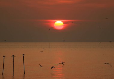 Tayland Körfezi 'nin üzerinde güzel bir gündoğumu gökyüzü ve pek çok erken kalkan kuşun silueti.