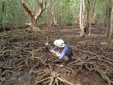 Gezgin, Tayland 'ın Trat Eyaleti' nin mangrov ormanındaki muhteşem ağaç köklerinin fotoğraflarını çekiyor.