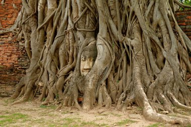 Head of a Buddha Image in the Bodhi Tree Roots in Wat Mahathat Ancient Temple, Ayutthaya Historical Park, Thailand