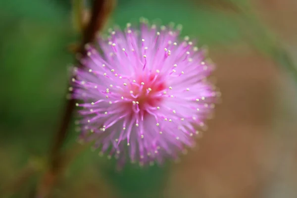 Closeup Fluffy Pink Blooming Wild Flower Selective Focus Blurred Background — Stock Photo, Image