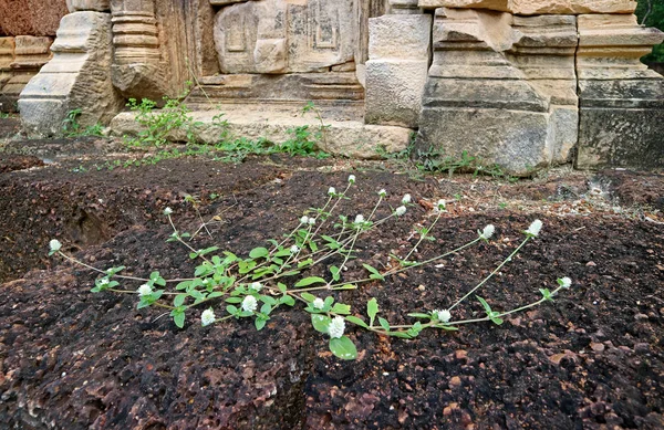 Witte Globe Amarant Bloemen Groeien Zandsteen Grond Van Oude Khmer — Stockfoto