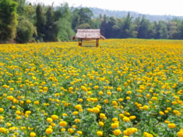 Marigold Çiçek Tarlasının Odak Noktası Tayland Tarzı Tüylü Çatı Köşkü — Stok fotoğraf