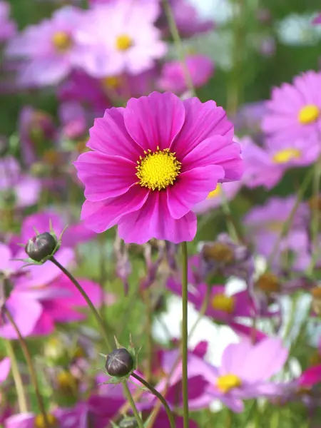 Blooming Vivid Pink Cosmos Mexican Aster Flowers Its Buds — Stock Photo, Image
