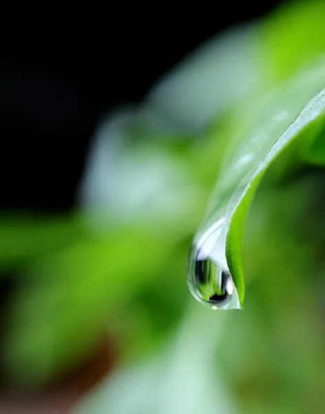 Macro Shot Water Droplet Dripping Green Leaf Tip — стокове фото