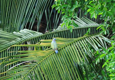 Vahşi Kalın gagalı Yeşil Güvercin Hindistancevizi Ağacı Yaprağı, Bangkok 'un Kentsel, Tayland