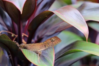 Bukalemun tropikal ağaç yaprakları arasında dinleniyor.