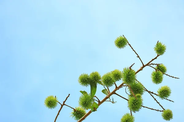 Canlı Yeşil Olgunlaşmamış Rambutan Meyveleri Ağaçta Sunny Blue Sky Karşı — Stok fotoğraf