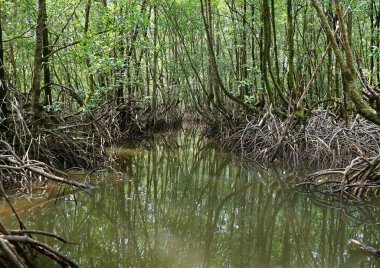 Tayland 'ın Mangrove Ormanı' ndaki Mangrove Ağaçları arasında nehirde dolaşıyorum.