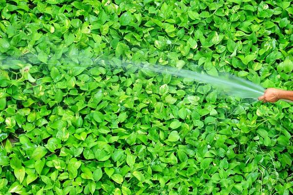 Jardinero Regando Plantas Hiedra Verde Vibrante Del Diablo Con Tubo —  Fotos de Stock