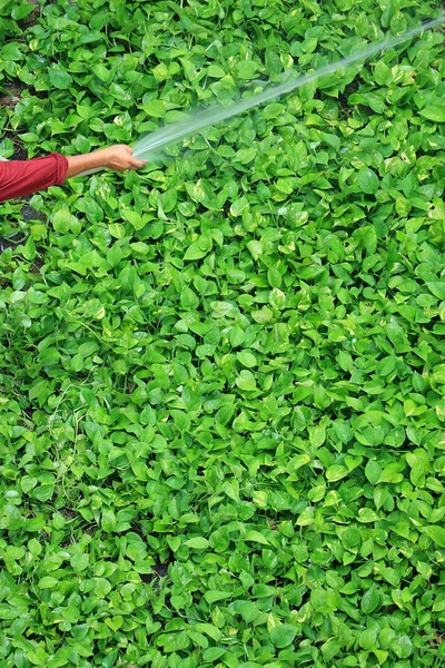 Gardenerova Ruka Zalévající Jasně Zelené Ďáblovy Břečťanové Rostliny Stříkací Hadicí — Stock fotografie