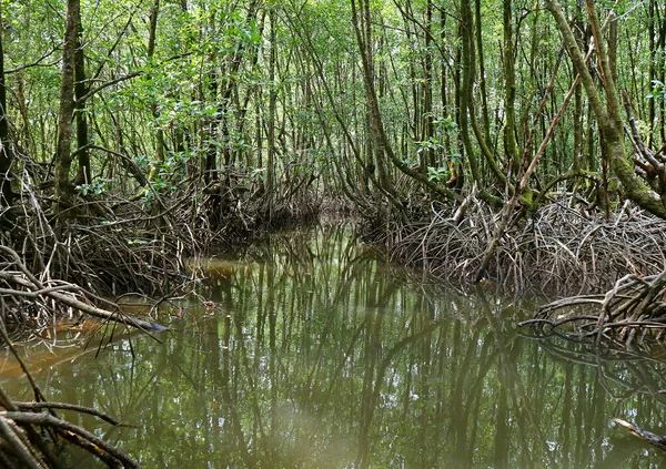 Crucero Por Río Entre Los Árboles Manglares Bosque Manglares Tailandia —  Fotos de Stock