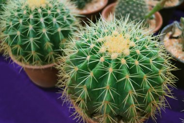 Yakın çekim Ev Bitkisi İçin Altın Dikenli Varil Kaktüsü