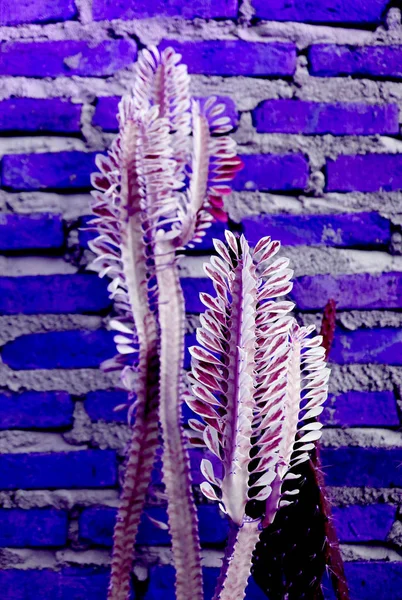 Pop Art Surreal Estilo Púrpura Planta Cactus Color Pared Ladrillo — Foto de Stock