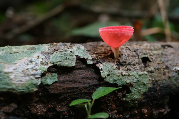 Red Cup Fungi Champagne Glass Mushroom Crescendo Madeira Floresta Tropical — Fotografia de Stock