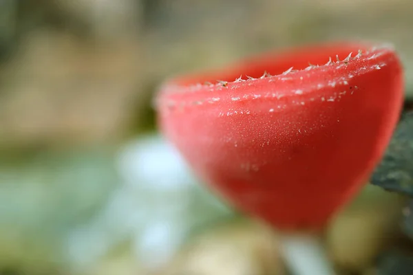 Κοντινό Πλάνο Του Champagne Glass Mushroom Red Cup Fungi Στο — Φωτογραφία Αρχείου